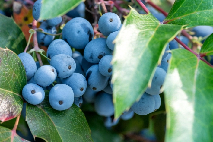 Oregon grape benefits