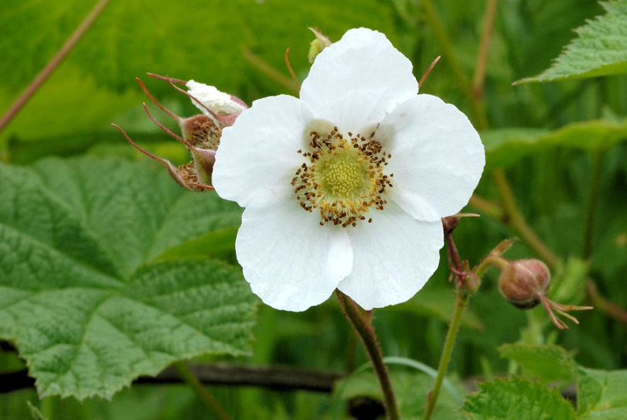 wild thimbleberry