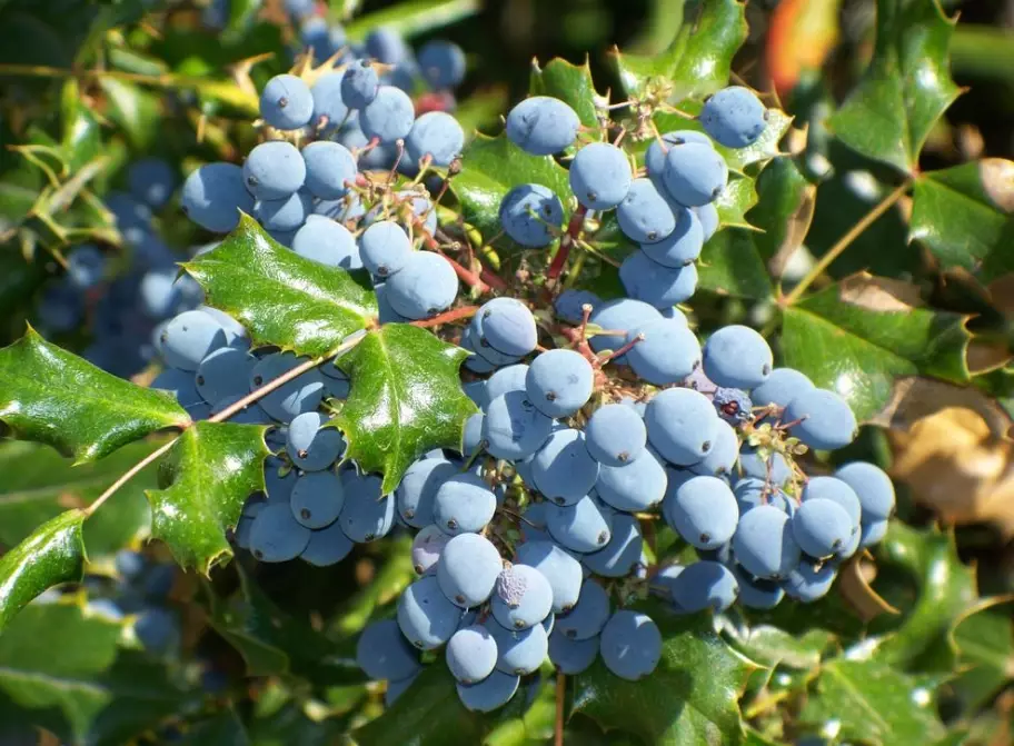 oregon grape uses