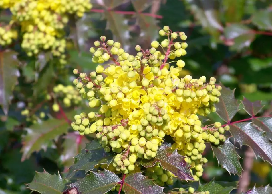 oregon grape plant care