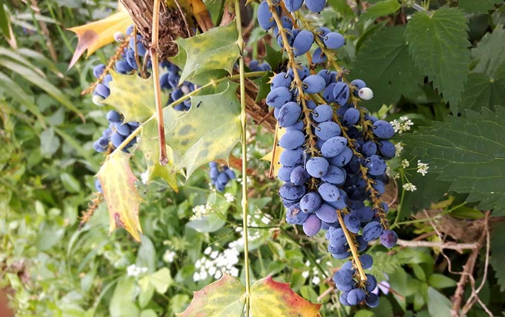 Oregon grape plant care