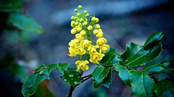 Mahonia aquifolium