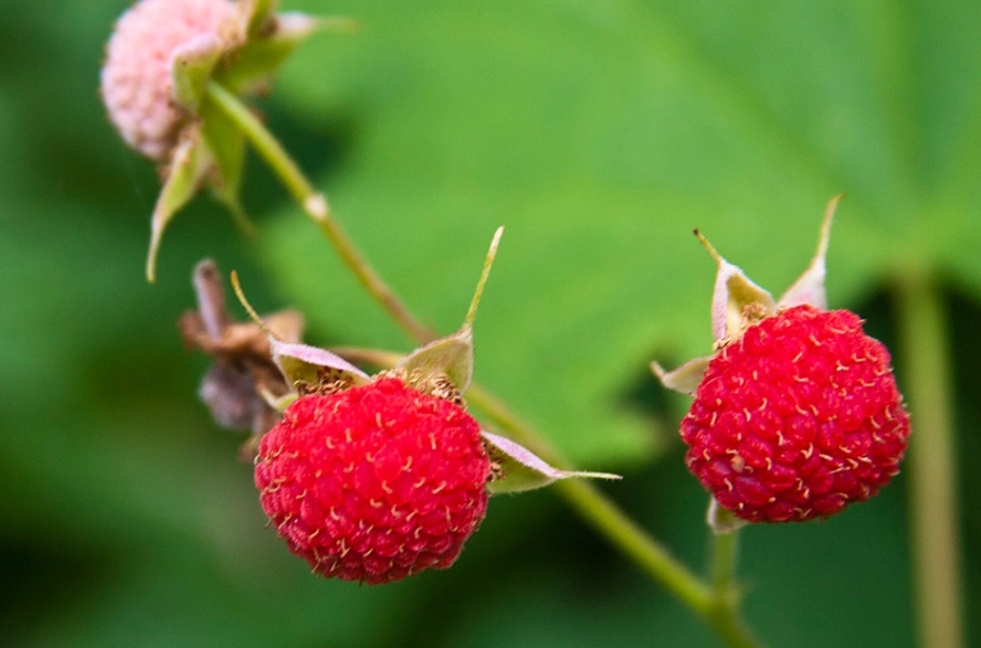 thimbleberry plant