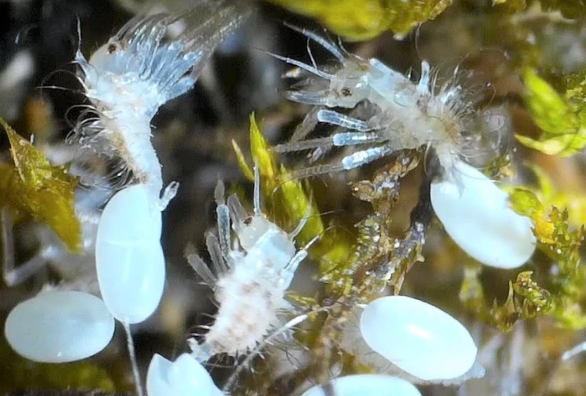 beneficial insects for garden