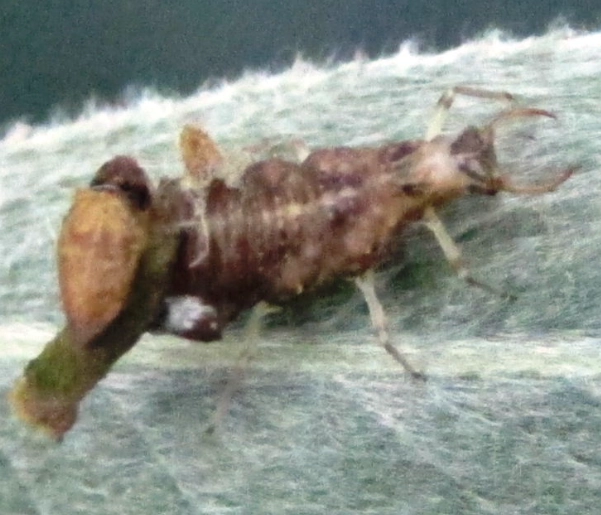 lacewing larvae