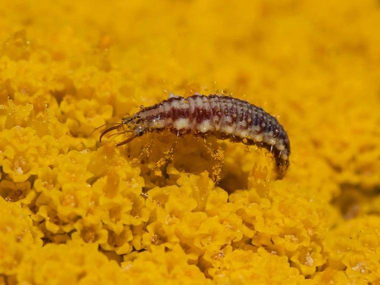 beneficial insects for garden