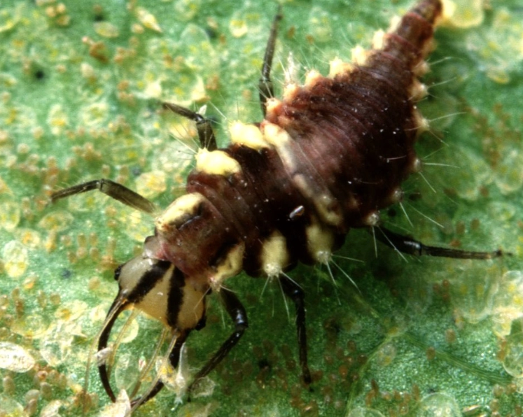 lacewing larvae
