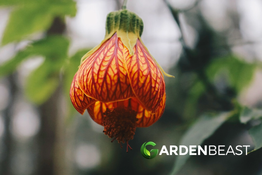 abutilon flowering maple
