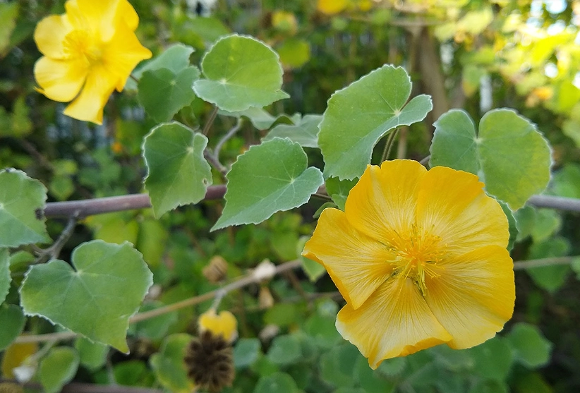 growing indian mallow