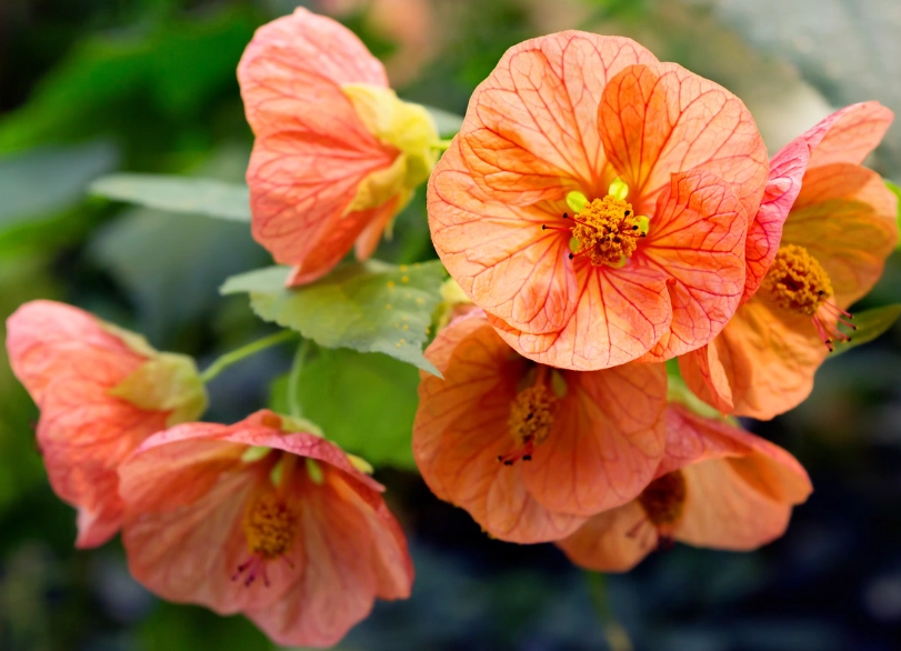 abutilon plant care