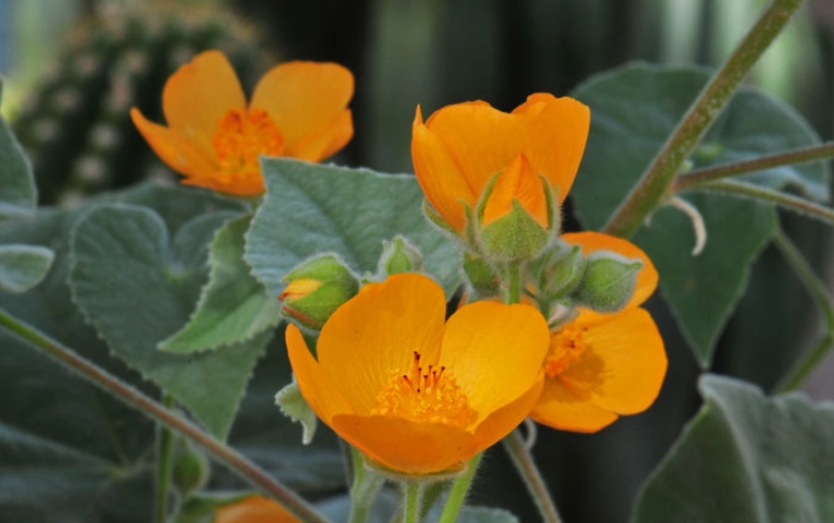 growing indian mallow