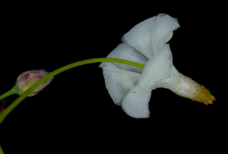 care for inside out flower