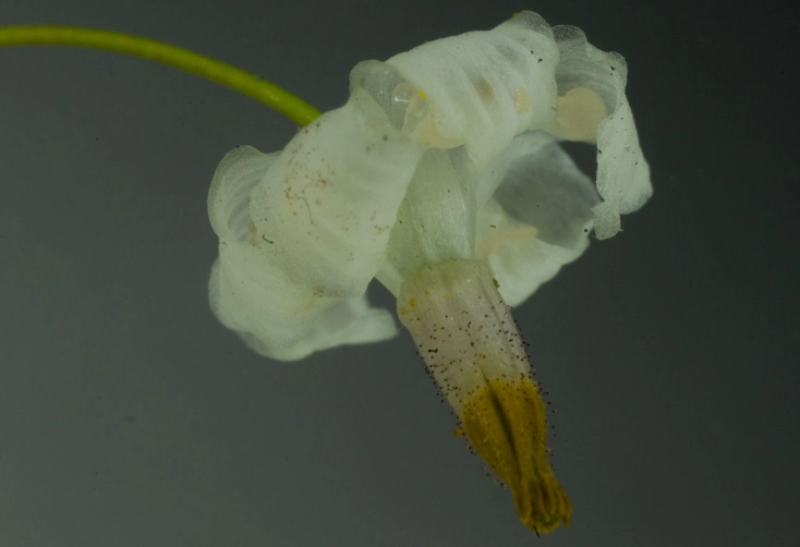 growing inside out flower