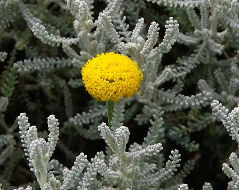 lavender cotton uses