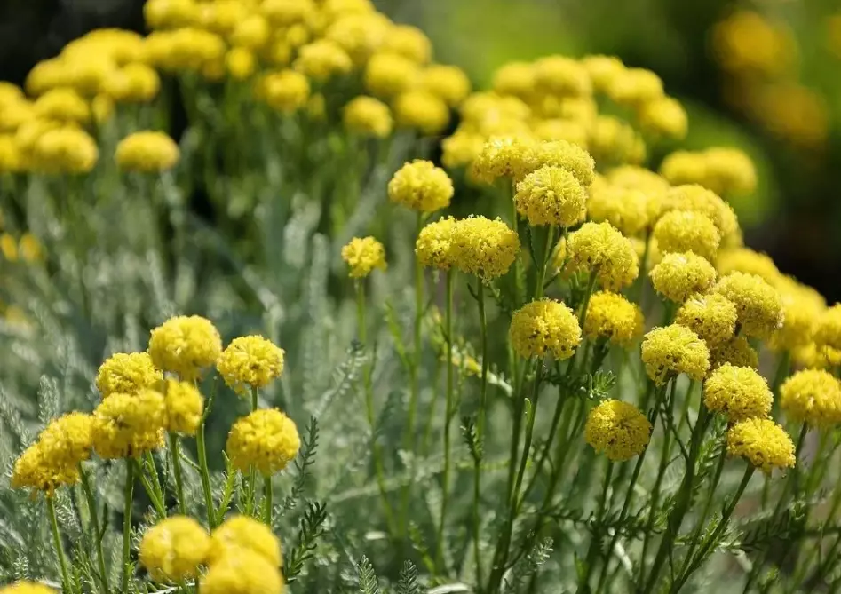 santolina plant care