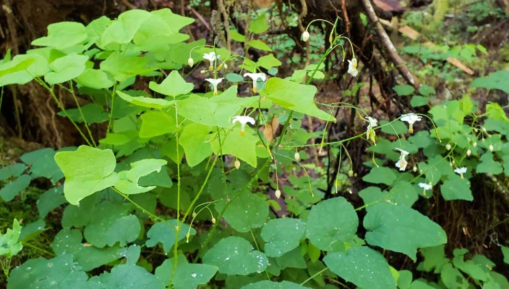 care for inside out flower