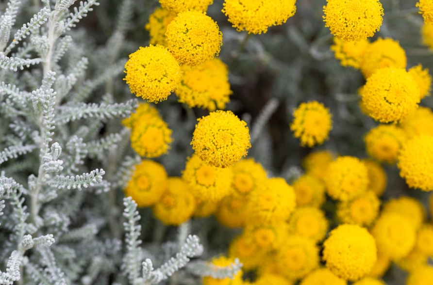 how to prune santolina