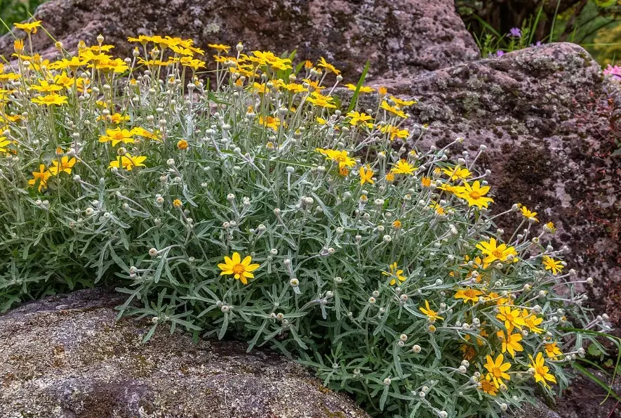 drought tolerant native plants