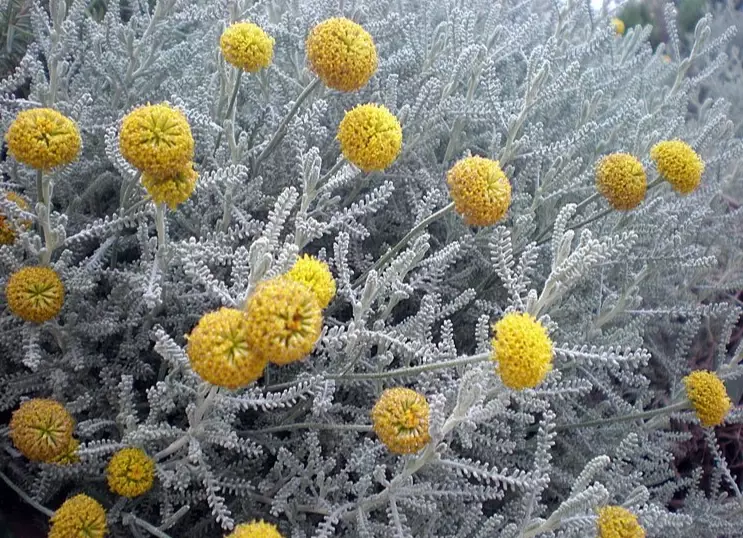 how to prune santolina