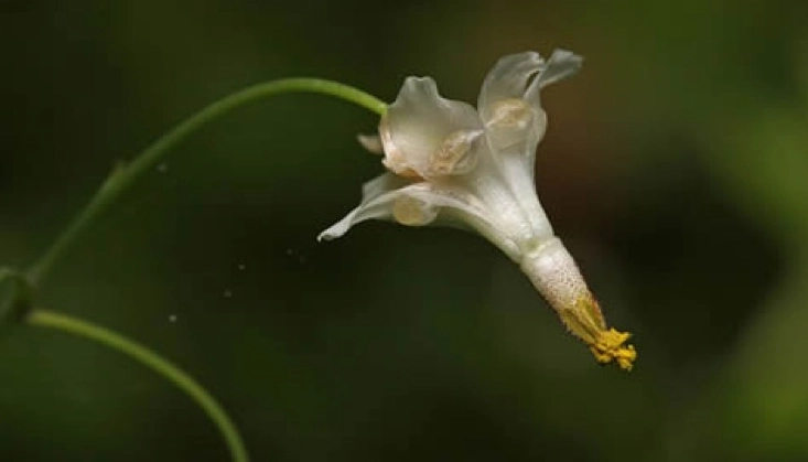 growing inside out flower