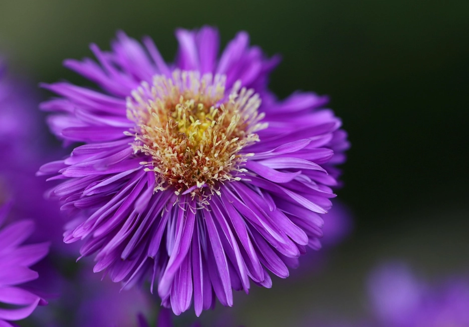 pollinator garden plants