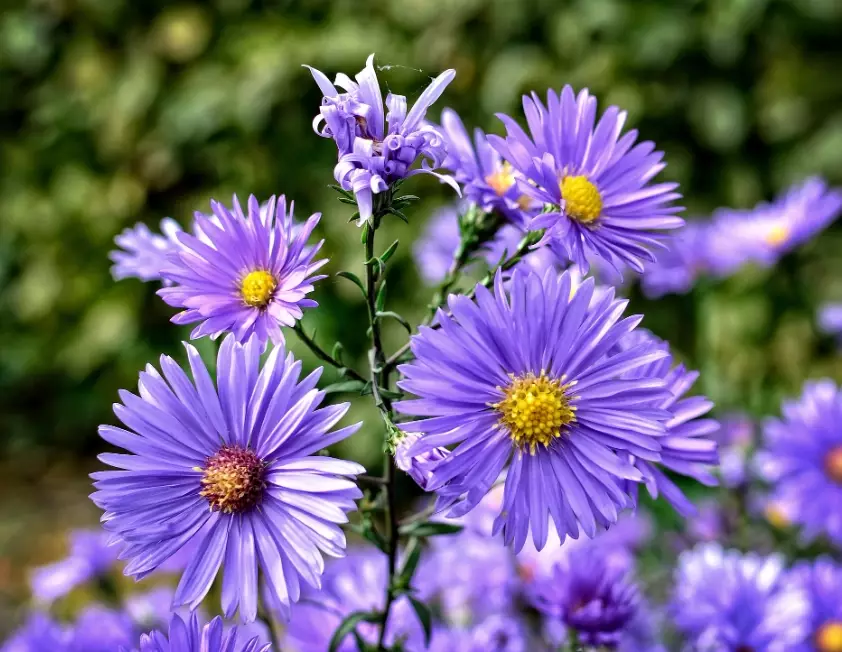 pollinator garden plants
