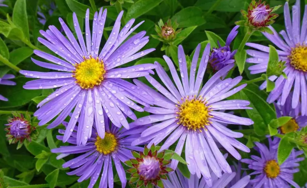 aster flower care