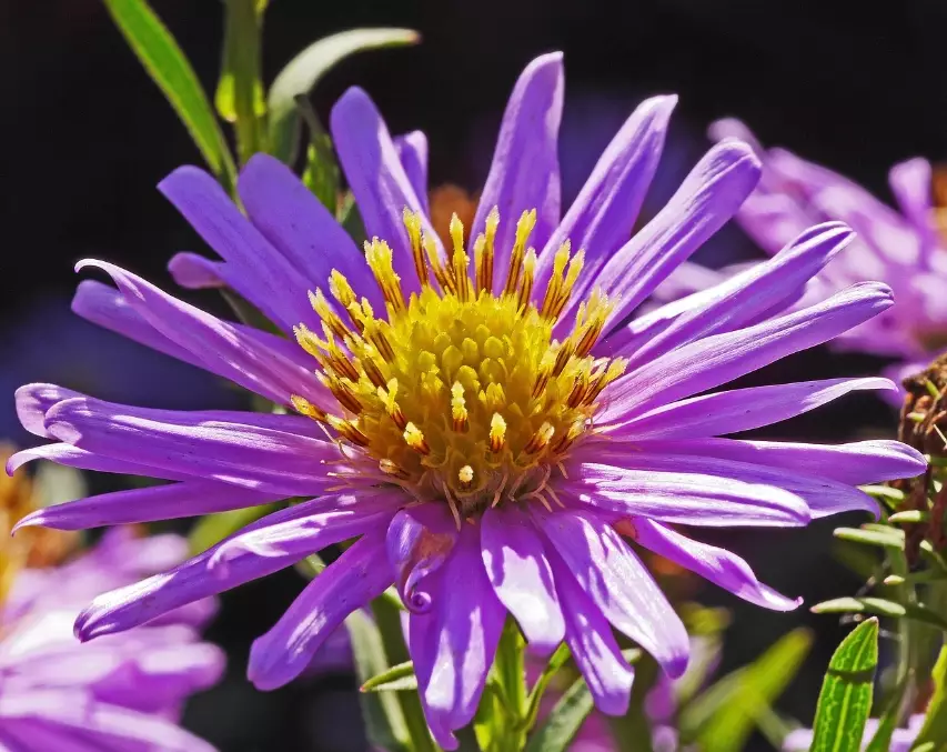 fall blooming perennials
