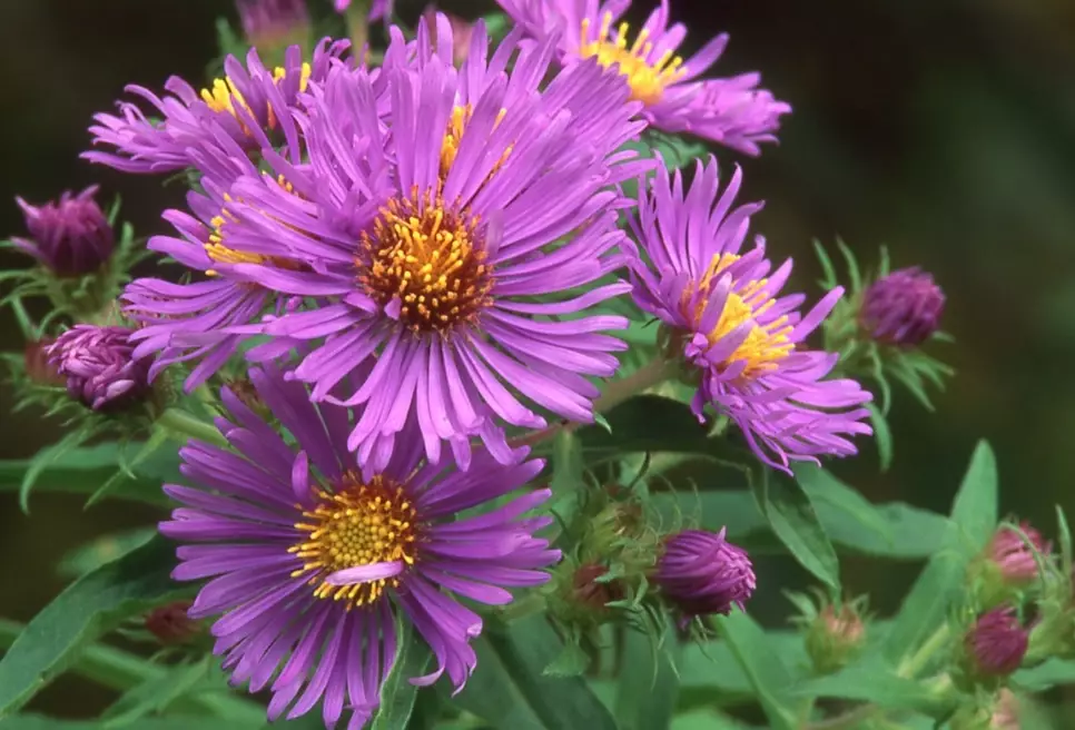 aster flower care