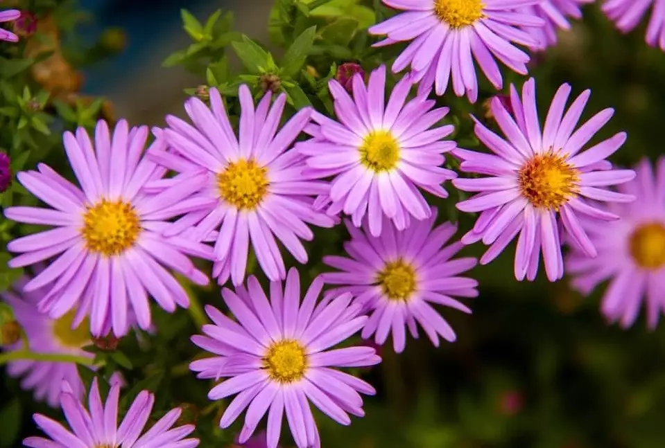 fall blooming perennials