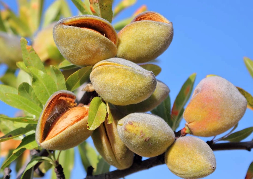 almond tree care