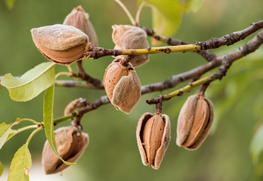 almond tree varieties
