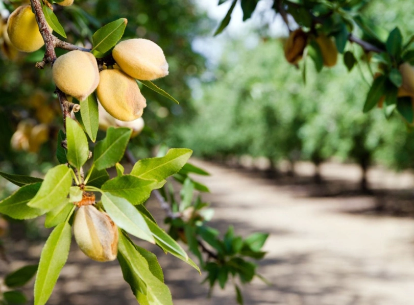 how to grow almond trees
