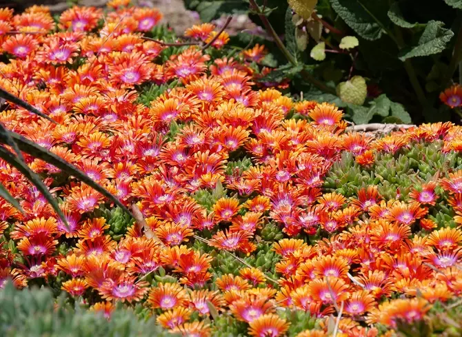 how to grow ice plant how to grow ice plant