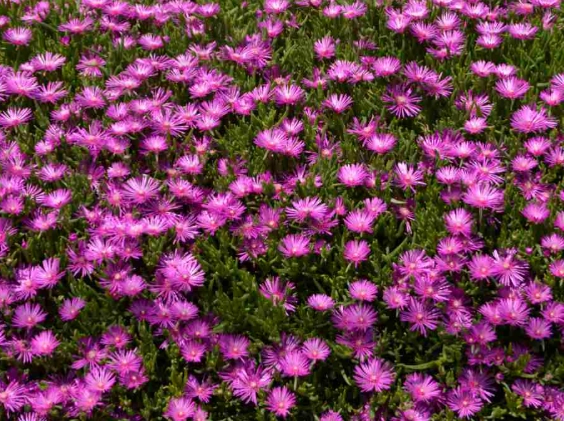 ice plant succulent ice plant succulent