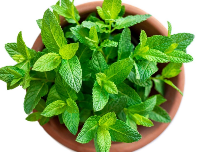 mint plant care