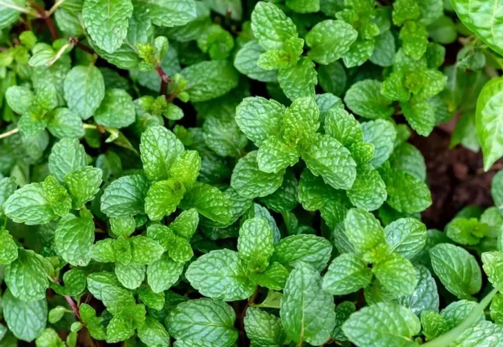 mint a herb garden