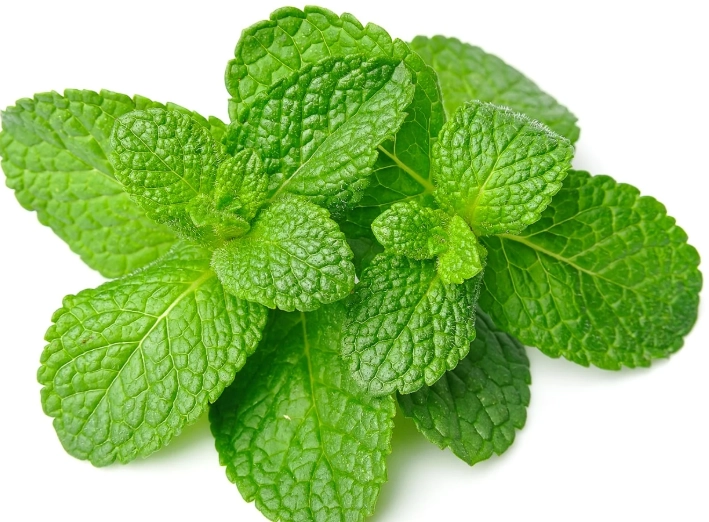 mint plant care
