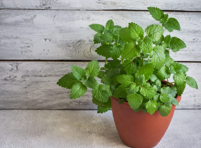 how to grow mint