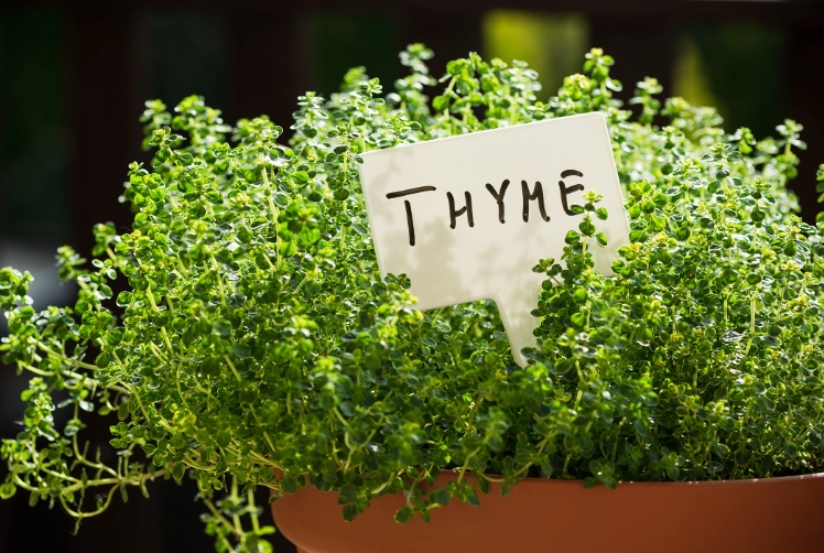 thyme varieties