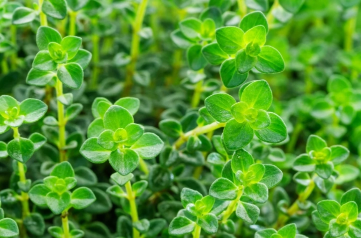 culinary thyme plants