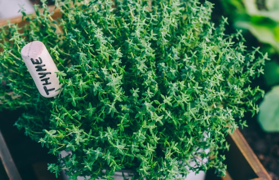 culinary thyme plants