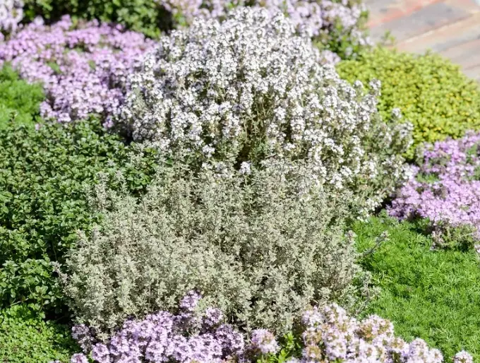 culinary thyme plants