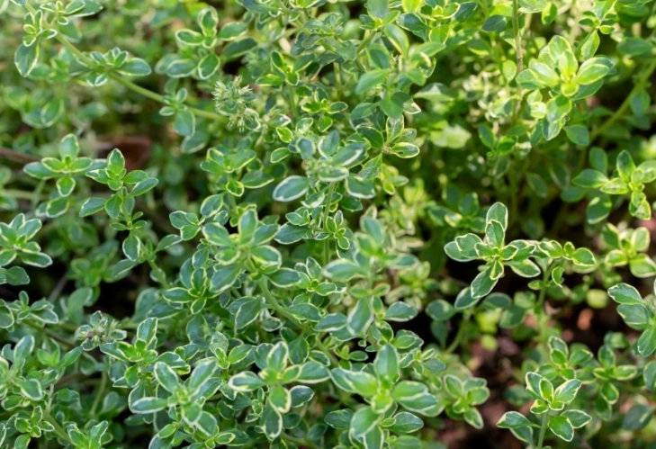 thyme varieties
