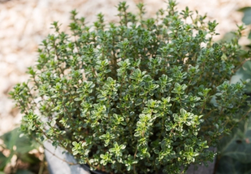 culinary thyme plants