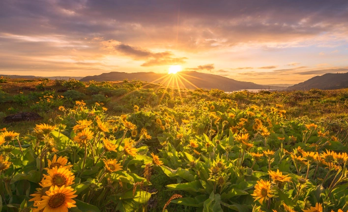 oregon sunflower fields