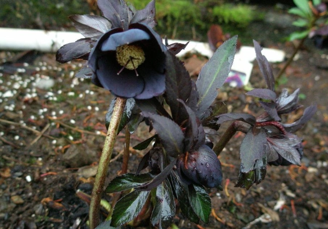 winter blooming flowers