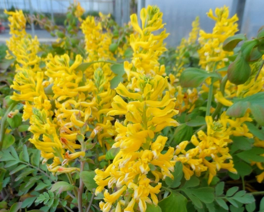 planting corydalis bulbs