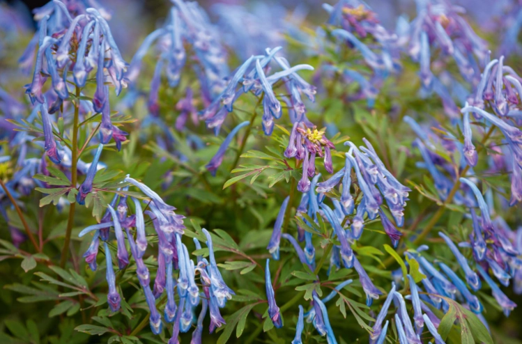 how to grow corydalis