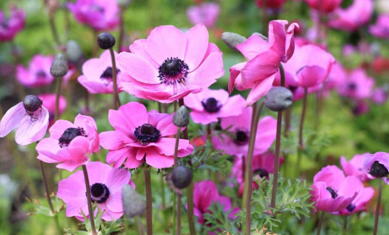anemone plant care anemone plant care